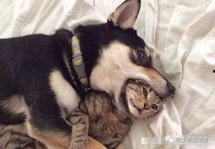 二狗爆料梦幻大瓜视频,二狗独家爆料，揭秘娱乐圈惊人内幕